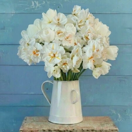 Peach Lemonade, Daffodil & Tulip Mix - 10 Bulbs image number null